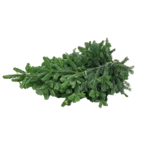 Gałęzie jodły kaukaskiej 10 kg