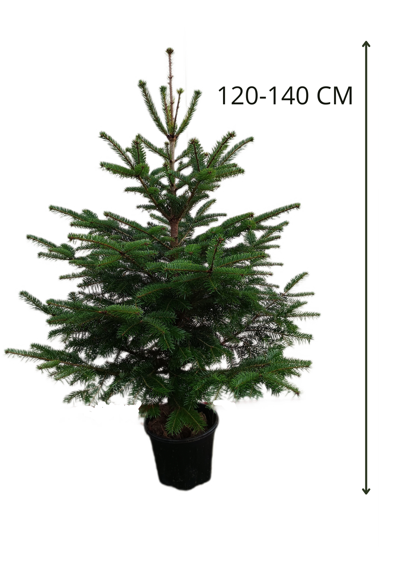 Jodła kaukaska w doniczce (120-140cm) - obrazek 2