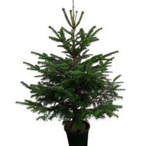 Jodła kaukaska w doniczce (120-140cm)